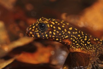 Portrait of Annulated Gecko Creek Patawa French Guiana