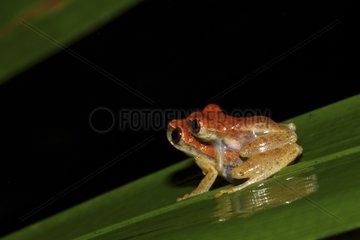 Tree-Frog mating Creek Patawa French Guiana