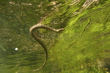 Viperine snake in a river France