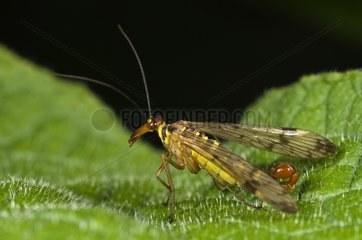 Common Scorpion Fly male on leaf Denmark