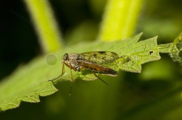 Downlooker Snipefly on a leaf Denmark