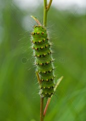 Emperor Moth caterpillar on a stem Denmark