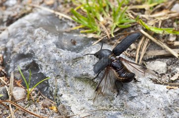 Black longicorn beetle on rock Falster Denmark