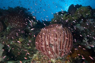 Barrel sponge Calusa rise Archipelago Cagayan