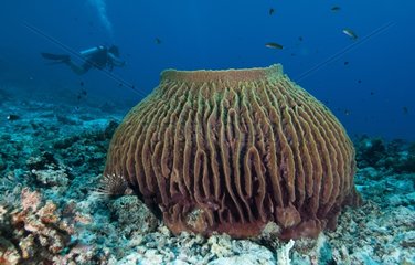 Barrel sponge Calusa rise Archipelago Cagayan Philippines