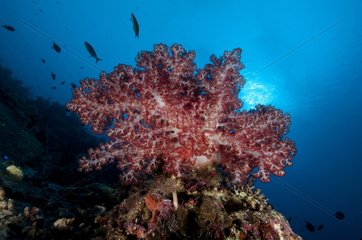 Soft Coral on reef Calusa Archipelago Cagayan Philippines