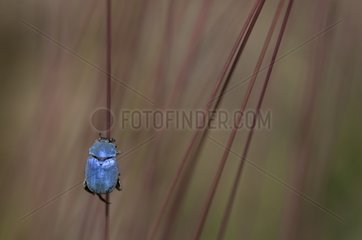 Scarab beetle on a stem Marzy France