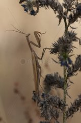 Brown mantis in intimidation position Marzy France