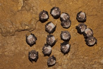Mediterranean horseshoe bat in Cave of Foissac