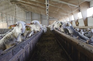 Lacaune ewe breeding in Aveyron France