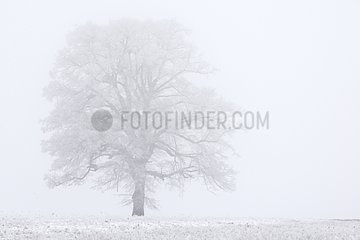 Tree covered with frost in winter France
