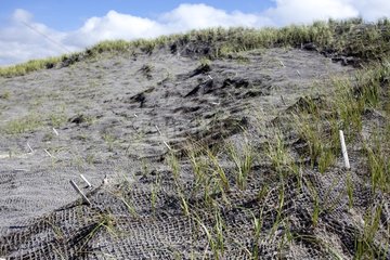 Revegetation of the dunes of the Curonian Miquelon-Langlade