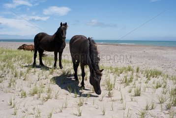 Wild horses grazing on the isthmus Miquelon-Langlade