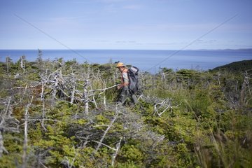 Walker in a forest dwarf Saint-Pierre and Miquelon