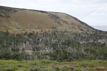 Forest degraded by deer Saint-Pierre and Miquelon