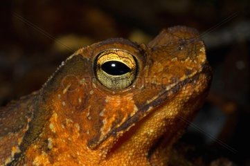 Portrait of South American common Toad French Guiana