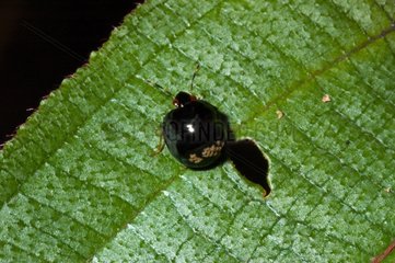 Insect parasitized by tiny mites French Guiana