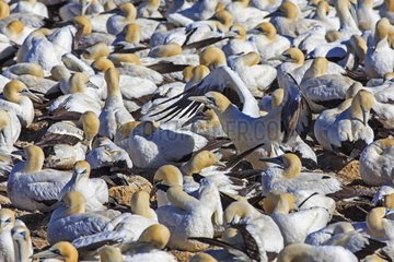 Colony of Cape Gannets in Lambert's Bay South africa