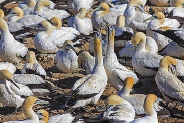 Colony of Cape Gannets in Lambert's Bay South africa