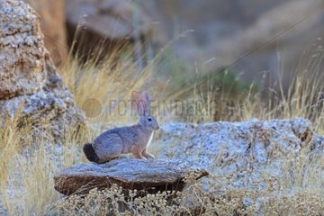 Jameson's red rock hare on rock Namib Desert Namibia