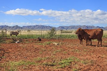 Gemsbok and cows in a pen Namib Desert Namibia