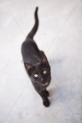 Black Cat Canakkale Turkey