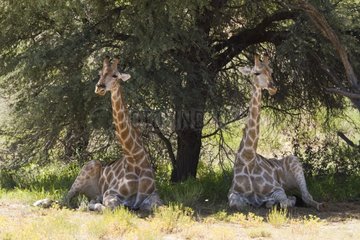 Giraffes resting under a tree Kgalagadi South Africa