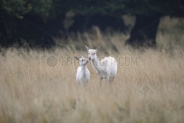 White hind and her fawn in the tall grass Denmark