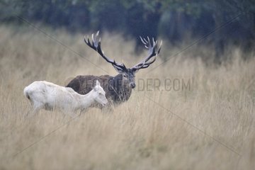 Red deer and white hind in tall grass Denmark