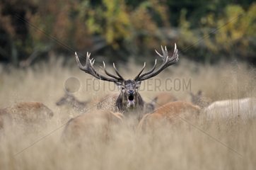 Red Deer roaring and hinds in a clearing in Denmark