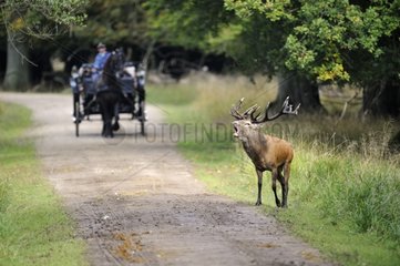 Red deer roaring in front of a carriage Denmark