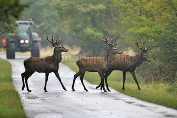 Red deers crossing in front of a tractor Denmark