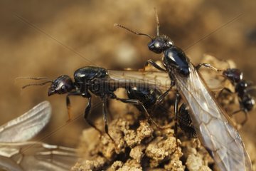 Harvester ants winged Massif des Albères Pyrenees