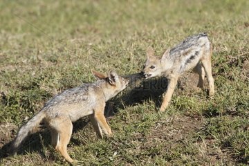Young Jackals playing with a tail Wildebeest Masai Mara