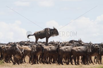 Black wildebeest in the savannah Masai Mara Kenya