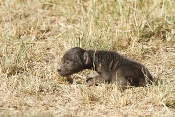 Spotted hyena newborn in the savannah Masai Mara Kenya