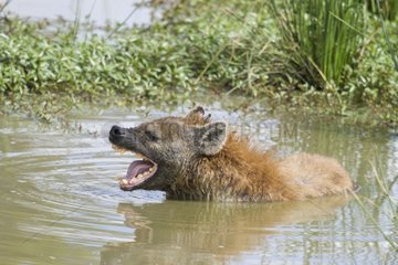 Spotted Hyena bathing in the water at dawn Masai Mara