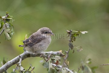 Red-backed Shrike chick on a branch Vaud Switzerland