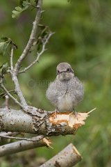 Red-backed Shrike chick on a branch Vaud Switzerland