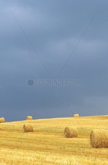 Rolls of straw in a harvested field in summer France