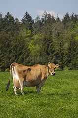 Jersey cow in the grass Denmark
