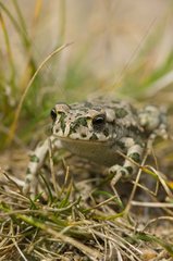 Green toad in grass Rødbyhavn Denmark