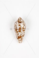 Textile Cone Snail on white background