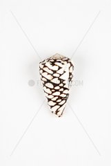 Marbled cone on white background