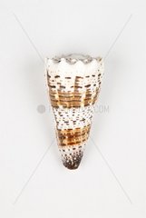 Imperial cone on white background