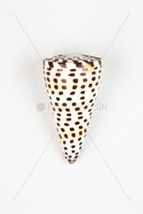 Cone on white background