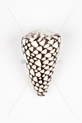 Marbled cone on white background