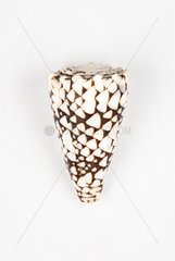 Cone on white background