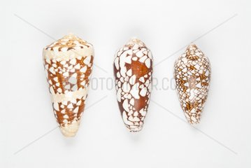 Cones on white background