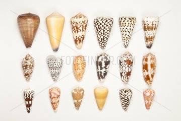 Cones on white background
